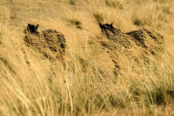 Hiding In Plain Sight  -  Outer Mongolia  - Photography by Katherine Keck 